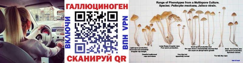 закладка  Борзя  Галлюциногенные грибы Psilocybe 